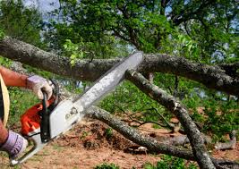 Best Leaf Removal  in Columbus Junction, IA